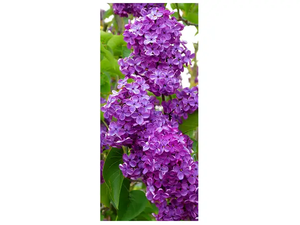 autocolant usa liliac 2