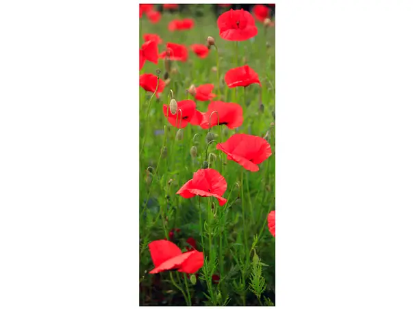 autocolant usa maci 2