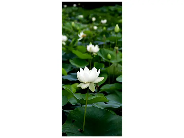 autocolant usa nufar 2