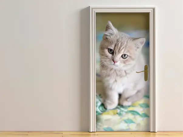 autocolant usa pisica