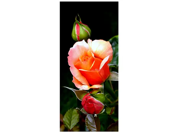 autocolant usa trandafir 2