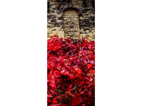 autocolant usa zid toamna folina 2