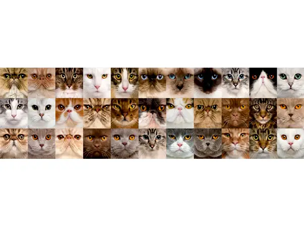 bordura decorativa autoadeziva pisici