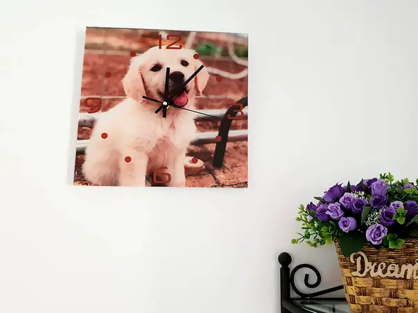 ceas perete labrador