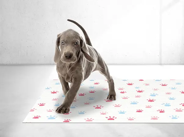 covor antiderapant pentru animale de companie model a sd3