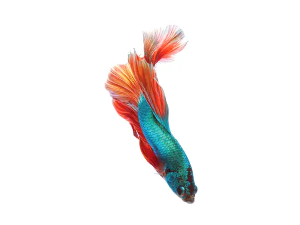 folie autoadeziva cabina dus model peste exotic folina