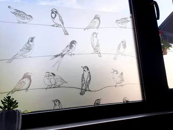 folie geam autoadeziva birdy 3