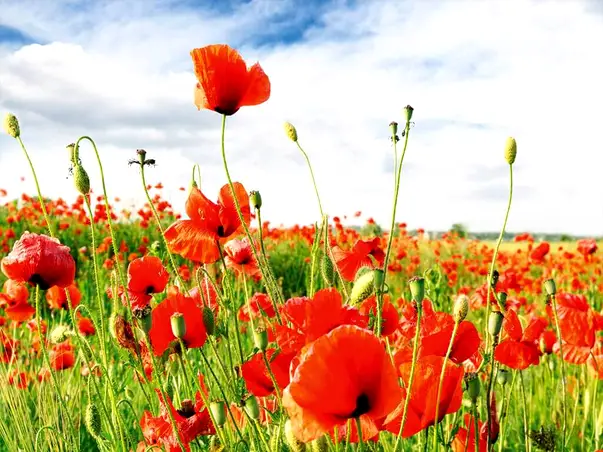 fototapet camp cu maci rosii