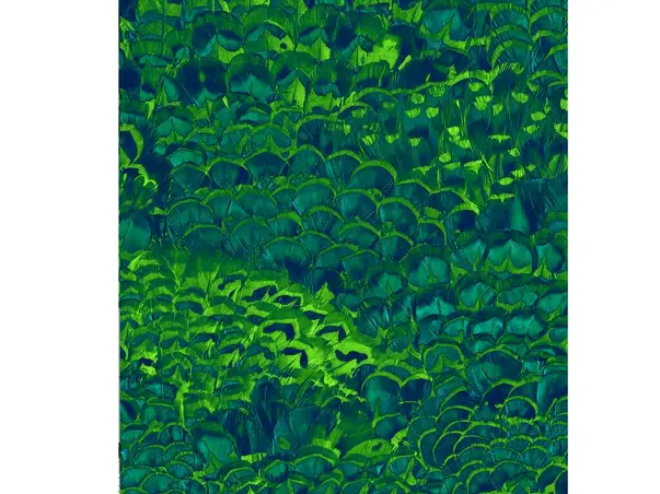 fototapet feathers komar