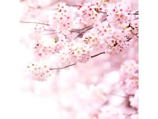 fototapet floral crengi inflorite roz pal