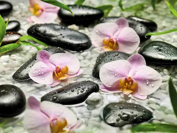 fototapet floral orhidee roz