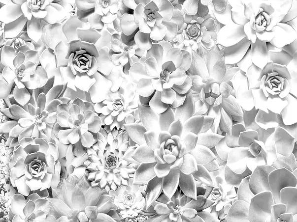 fototapet flori gri shades