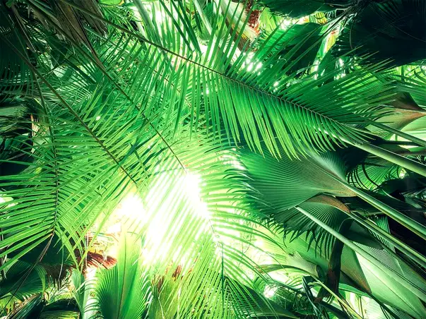 fototapet frunze palmieri decor exotic komar