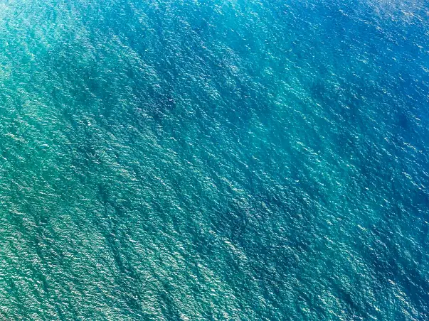 fototapet komar blaupause