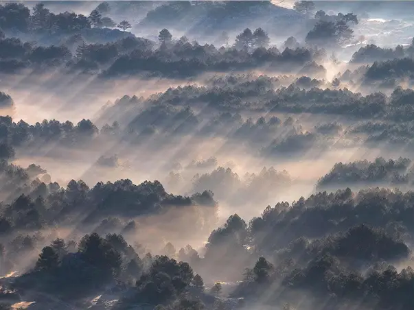 fototapet komar rays