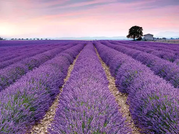 fototapet lavanda
