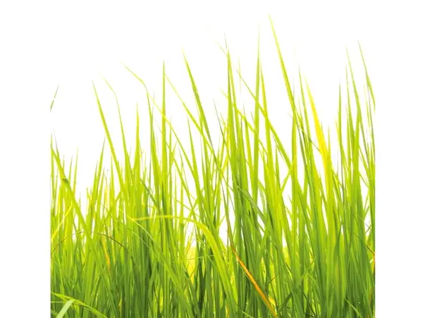 fototapet model iarba verde wg