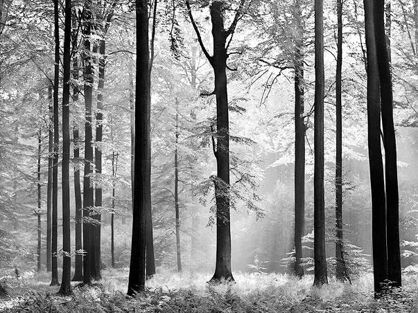 fototapet padure alb negru avalon