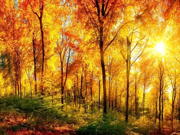 fototapet padure dimex ms50067