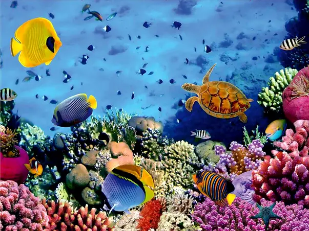 fototapet peisaj marin cu pesti