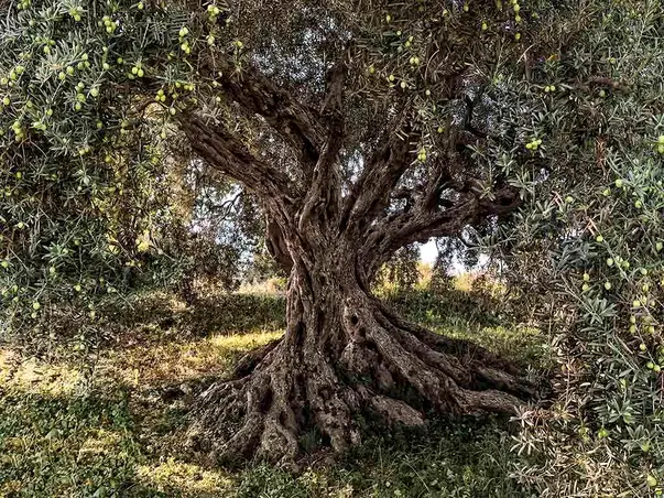 fototapet peisaj olive tree