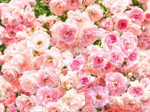 fototapet peisaj rosa