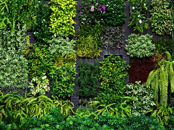 fototapet plante verzi gradina verticala