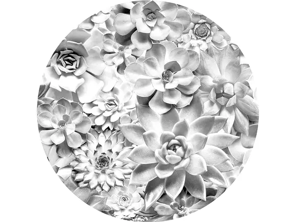 fototapet rotund echeveria komar autoadeziv 125 cm diametru