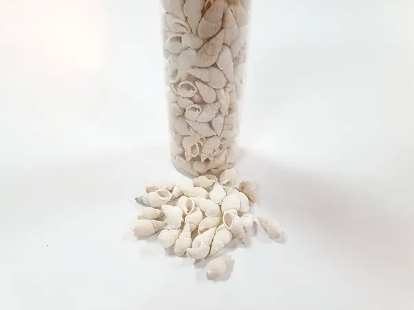 scoici decorative melci albi