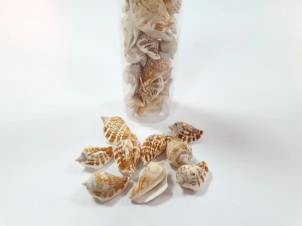 scoici decorative melci bej