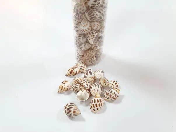 scoici decorative melci pestriti