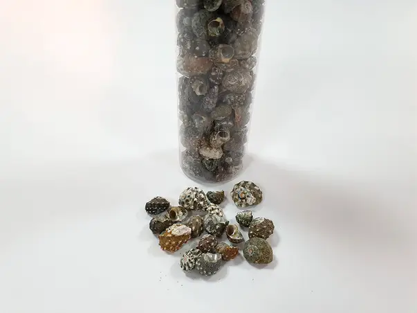 scoici decorative melci verzi