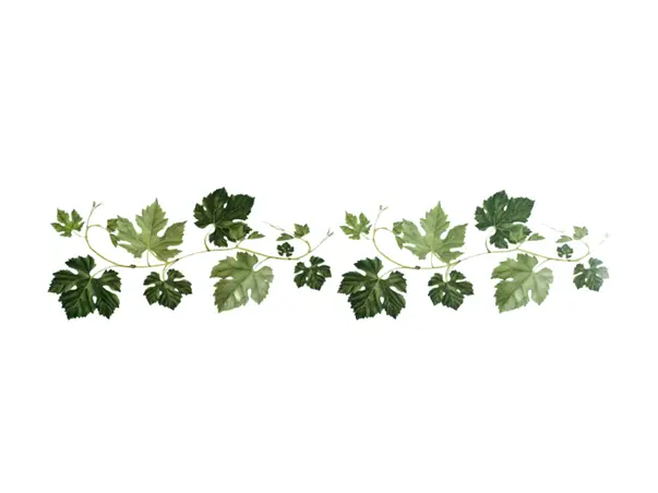 set 2 stickere crengute cu frunze verzi