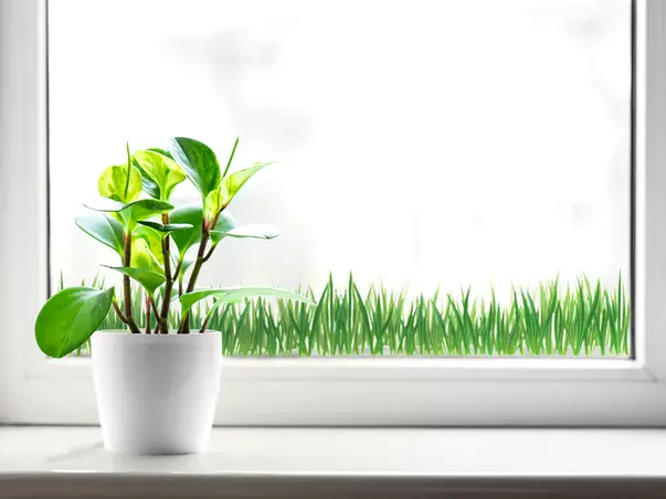 sticker geam Iarba verde