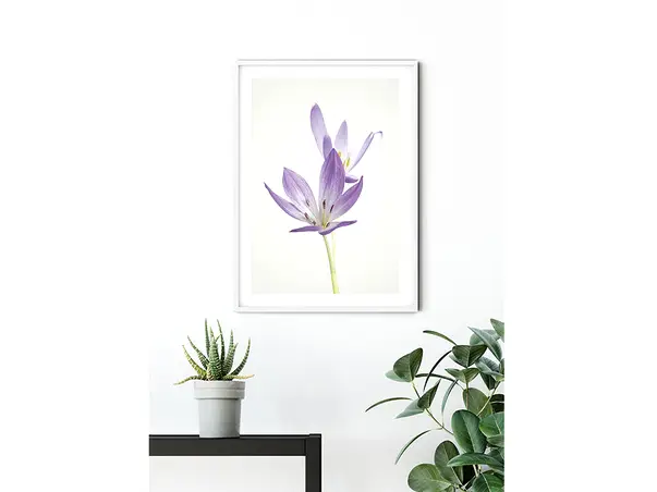 tablou autumn crocus