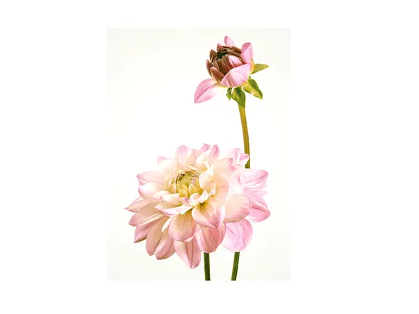 tablou dalie roz art poster 40 50 cm