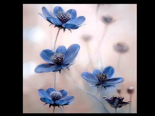 tablou sticla blue flowers