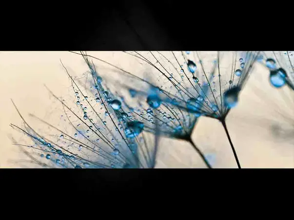 tablou sticla dandalion seed eurographics