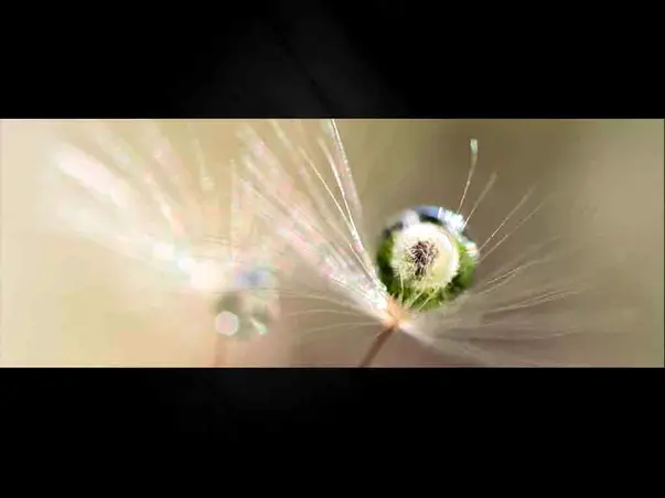 tablou sticla papadie eurographics