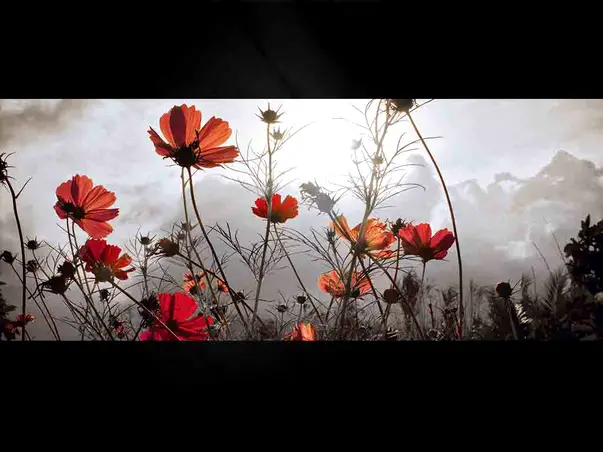 tablou sticla watching the sun eurographics