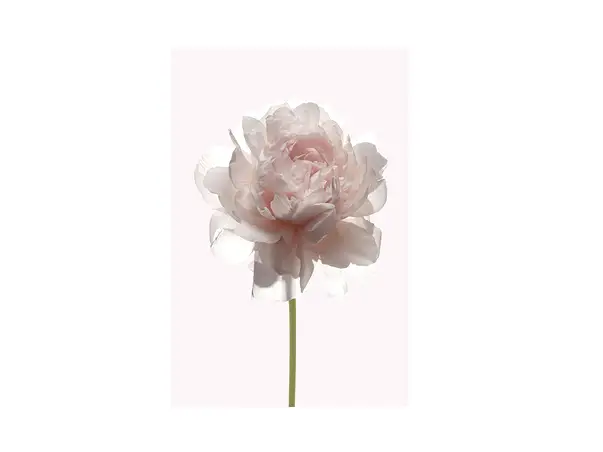 tablou trandafir crem