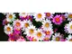 Daisies-200x80cm-9889