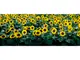 Floare-Soarelui-200x80cm-5958