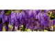 Wisteria-200x80cm-5371