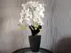aranjament-orhidee-alba-in-vas-ceramic-negru-parma-5640