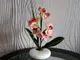 aranjament-orhidee-galbena-in-vas-ceramic-alb-borneo-5437