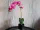 aranjament-orhidee-roz-in-vas-ceramic-negru-olivia-4219