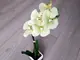 aranjament-orhidee-verde-36-cm-9877