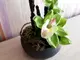 aranjament-orhidee-verde-7676