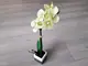 aranjament-orhidee-verde-borneo-6531